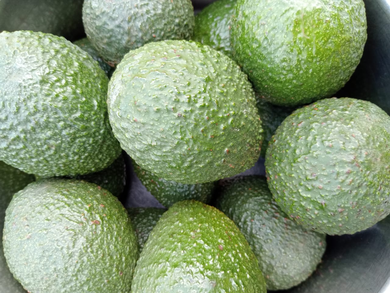 Avocado2